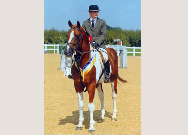 brechfa-brynach-supreme-national-hunter-show