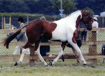 devon-county-show-2018