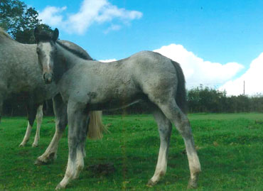 brechfa-baruch